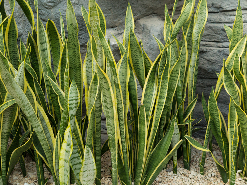 garden plants