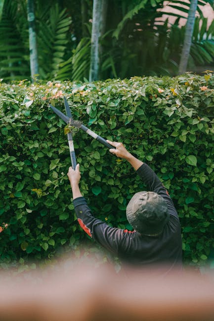 A gardener dressed in a grey hat and dark clothing, using long hedge shears to trim a dense, neatly shaped hedge in a garden. The hedge has small green leaves with some pinkish tips, running along a paved pathway. Behind the hedge, there are tall tropical plants with large green leaves and slim tree trunks, suggesting a lush outdoor environment. The sunlight illuminates the scene, highlighting the texture of the trimmed hedge and the freshly cut foliage. This image exemplifies careful garden maintenance and landscaping work, which Gardeners Camden offers in Camden, focusing on tidy and healthy outdoor spaces.
