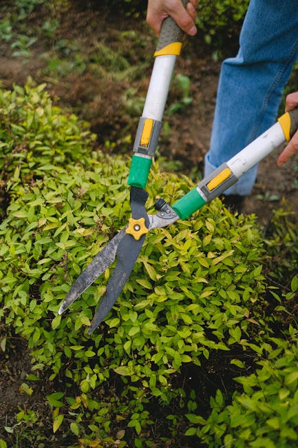 A gardener's hand holding a pair of long-handled hedge shears with yellow and green ergonomic grips, trimming a dense, healthy green hedge with small, oval-shaped leaves. The hedge is part of a well-maintained garden with a mix of soil and plant beds visible in the background. The gardener is wearing blue jeans, and the scene is outdoors during daytime with natural lighting highlighting the vibrant greenery. The image exemplifies professional garden maintenance work, including hedge trimming and shaping, which is a key aspect of landscaping and lawn care services offered by Gardeners Camden, as referenced on their website and the 'Same day garden maintenance Camden quotes and availability' page.