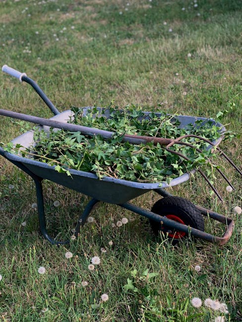 A green wheelbarrow filled with freshly cut leafy branches and vines sits on a grassy lawn, which contains small white clover flowers. The wheelbarrow's handles extend toward the top left, with one partly covered by the foliage inside. The soil beneath the grass appears moist, and the background features a mixture of slightly worn grass and small plants, indicating a maintained garden area. Nearby, a rusty garden fork rests across the branches in the wheelbarrow, suggesting recent pruning or hedge trimming work. The scene is illuminated by natural daylight, capturing a moment of outdoor garden maintenance, with the image naturally associated with services provided by Gardeners Camden for same-day garden maintenance, landscaping work, and lawn care.